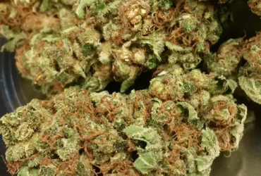 Buy Cali Weed Online at http://jungleboysweedofficial.com/