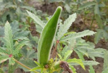 Lady finger (lady finger in hindi) uses, nutrients, benefits