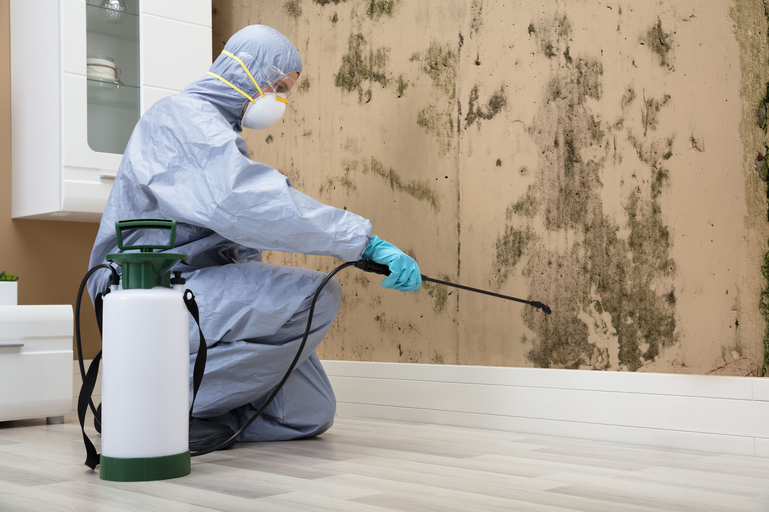 Reliable Mold Inspection Services in Birmingham