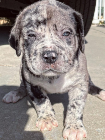 Two Cane corso puppies Needs a New Family