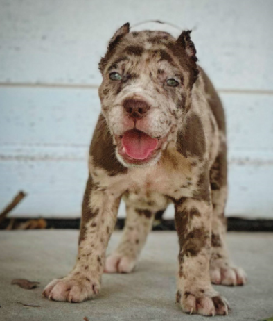 Two Cane corso puppies Needs a New Family