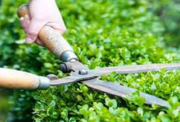 Best Horticultural Services In Pune