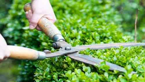 Best Horticultural Services In Pune