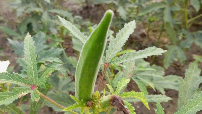 Lady finger (lady finger in hindi) uses, nutrients, benefits