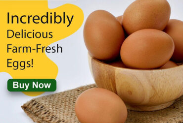 Namakkal Egg Production | Namakkal Egg Suppliers | Dealers