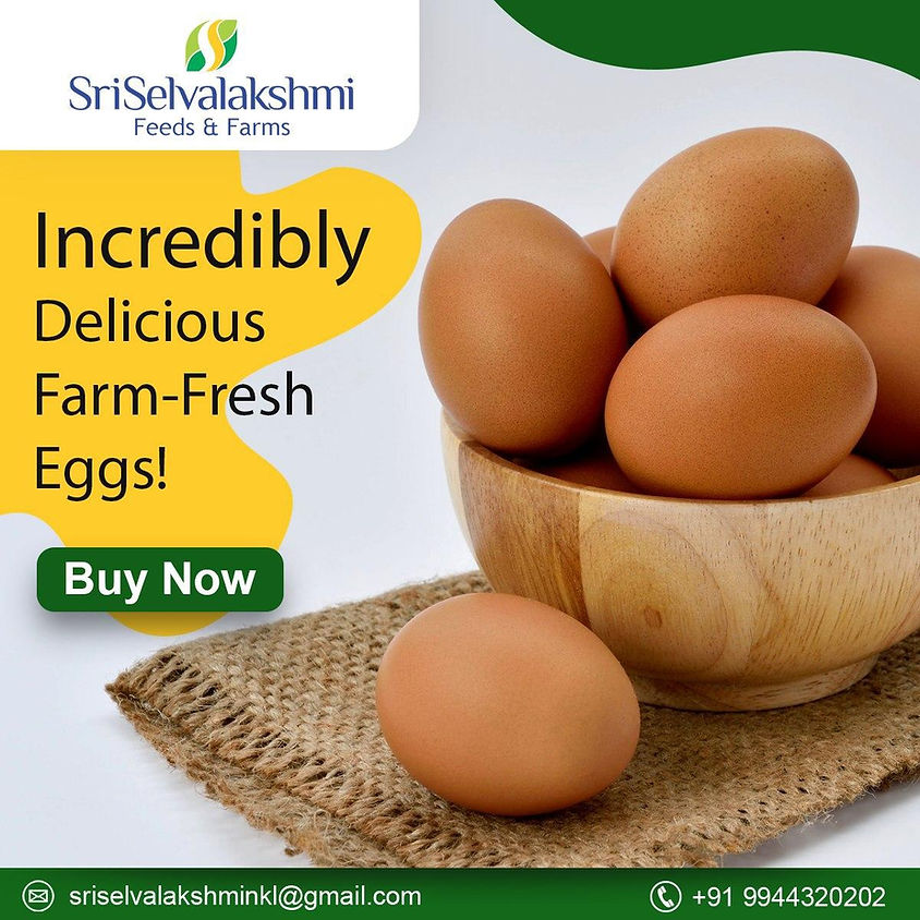 Namakkal Egg Production | Namakkal Egg Suppliers | Dealers