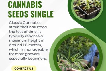 Buy Single Cannabis Seeds – 1Seeds