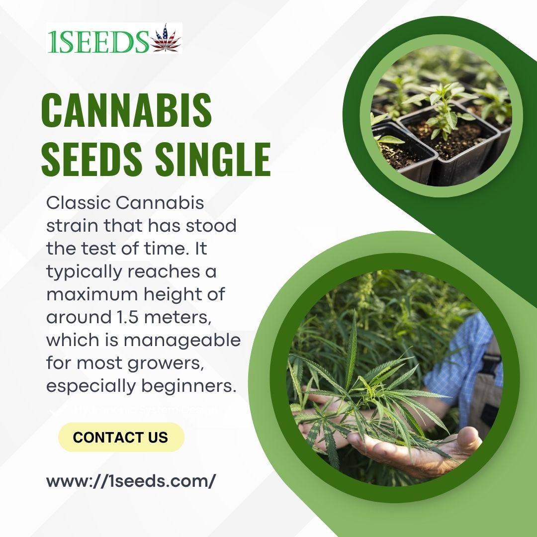 Buy Single Cannabis Seeds – 1Seeds