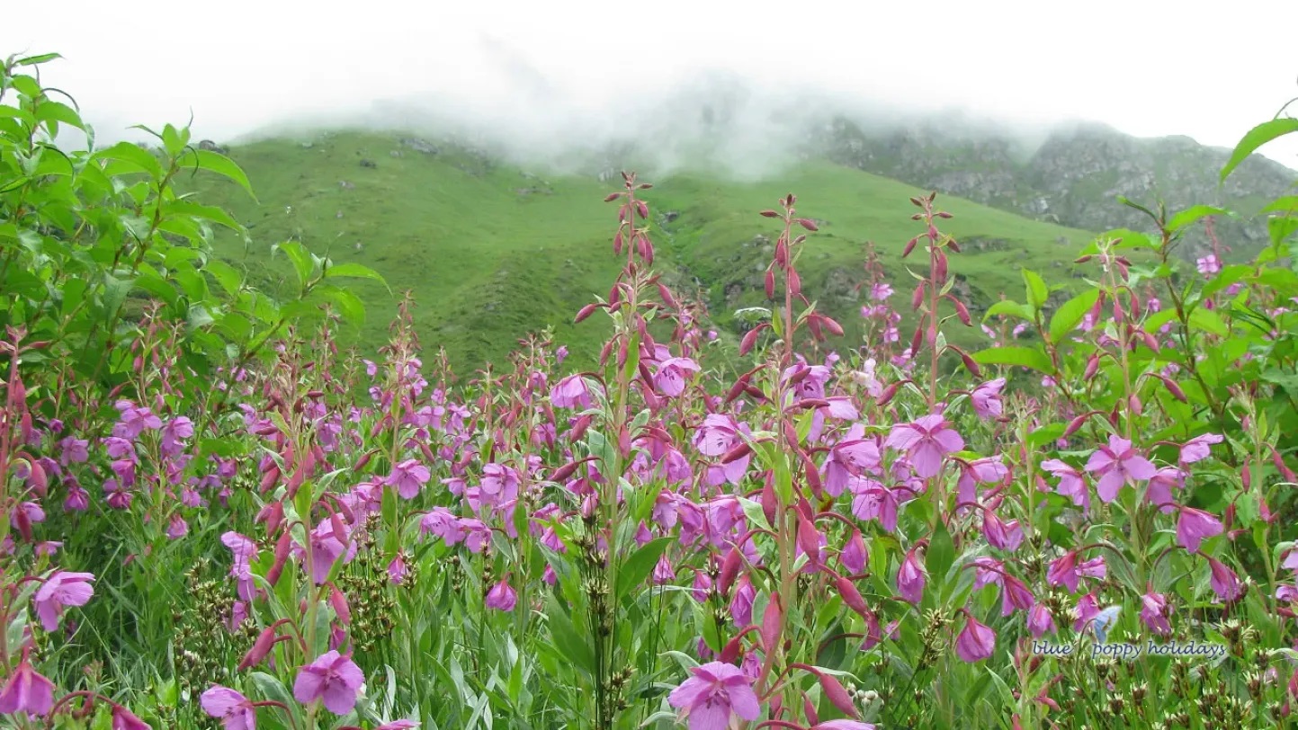 Valley of Flowers Trek