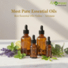 Most Pure Essential Oils | Best Essential Oils Online